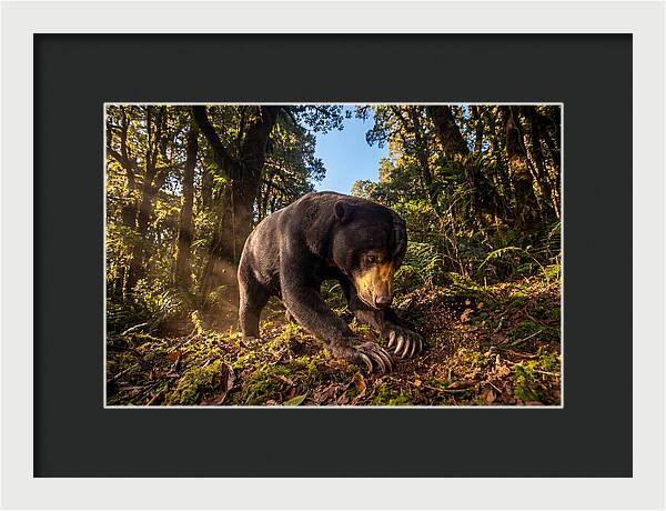 Asian Sun Bear Feeding