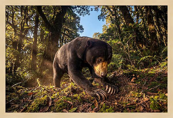 Asian Sun Bear Feeding