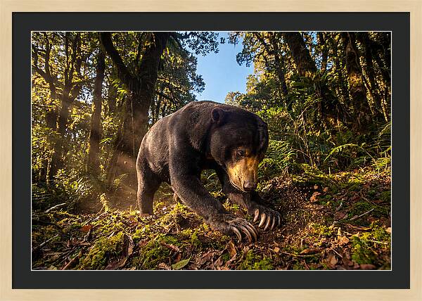 Asian Sun Bear Feeding