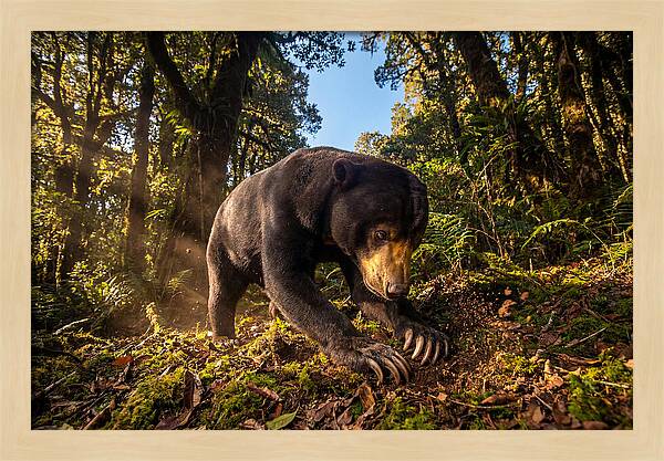 Asian Sun Bear Feeding