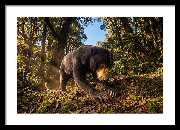 Asian Sun Bear Feeding