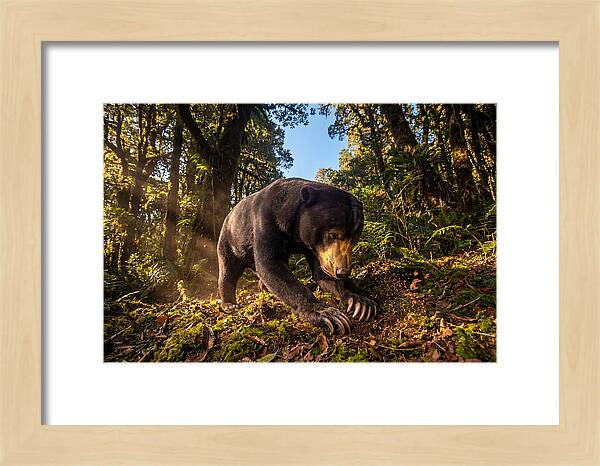 Asian Sun Bear Feeding