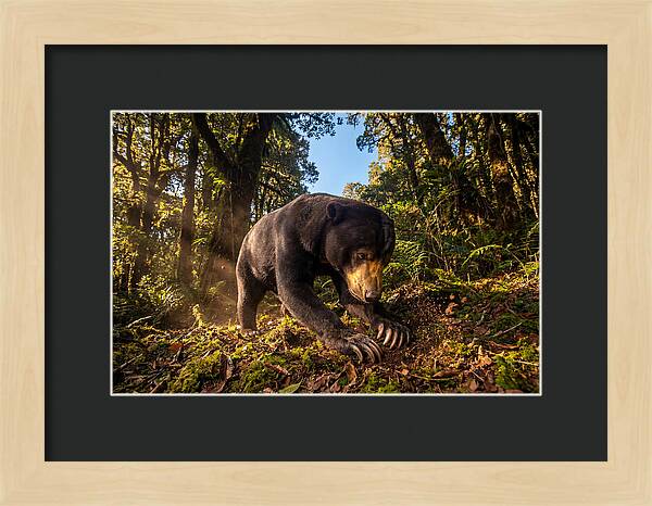 Asian Sun Bear Feeding