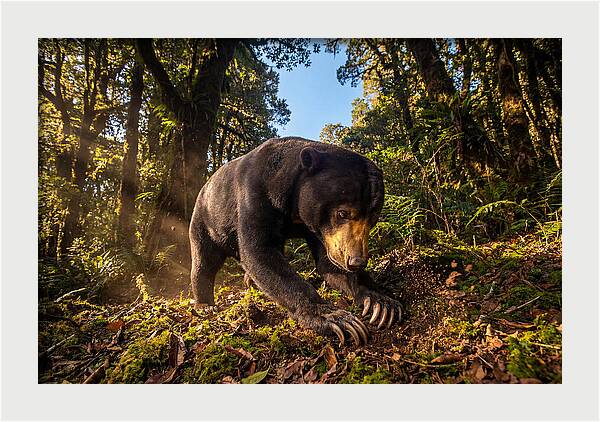 Asian Sun Bear Feeding