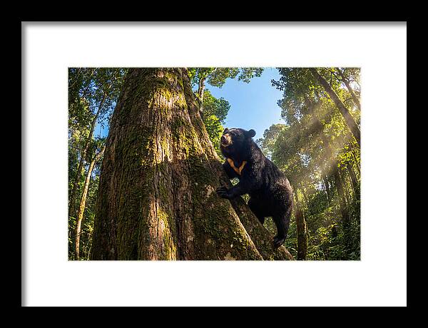 Asian Sun Bear In Tree Habitat