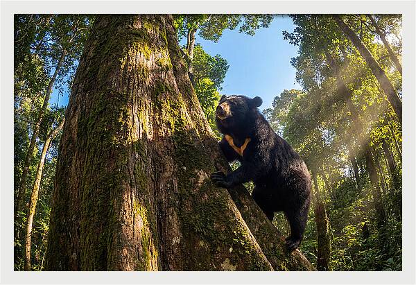 Asian Sun Bear In Tree Habitat