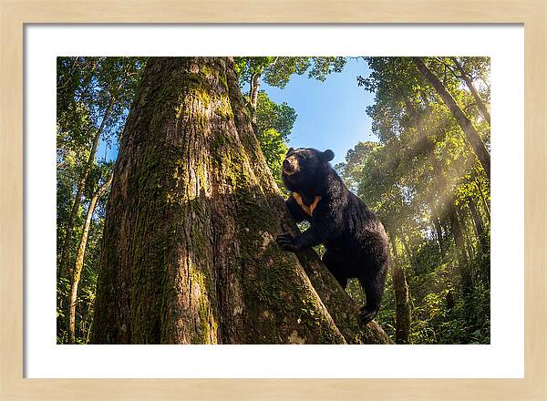 Asian Sun Bear In Tree Habitat