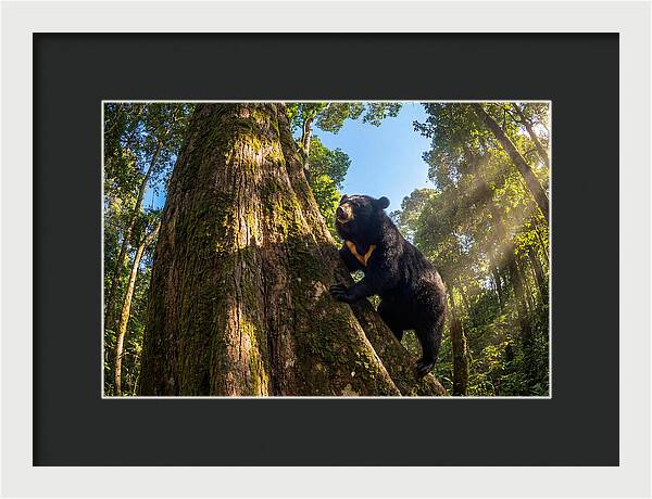 Asian Sun Bear In Tree Habitat