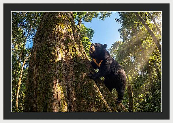 Asian Sun Bear In Tree Habitat