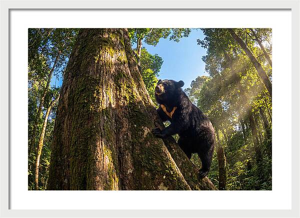 Asian Sun Bear In Tree Habitat