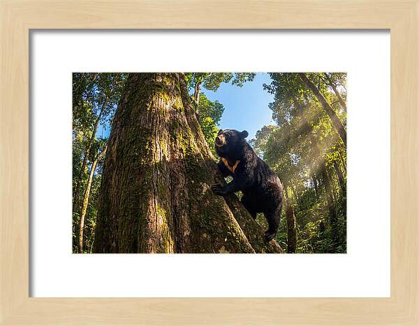 Asian Sun Bear In Tree Habitat