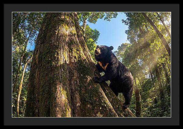 Asian Sun Bear In Tree Habitat