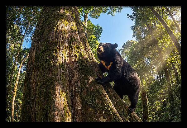 Asian Sun Bear In Tree Habitat