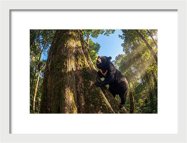 Asian Sun Bear In Tree Habitat
