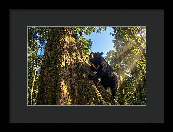 Asian Sun Bear In Tree Habitat