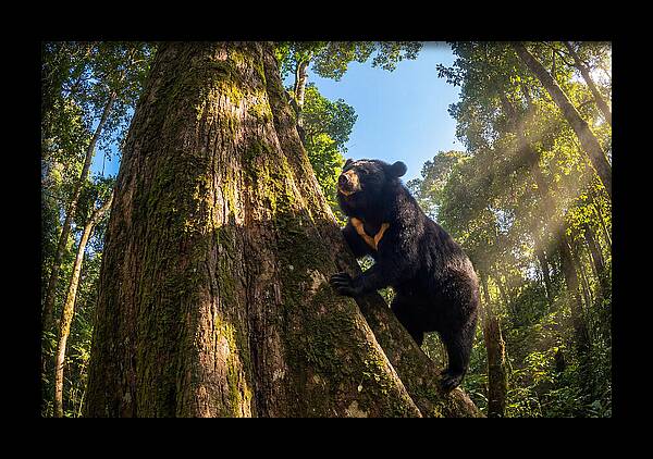 Asian Sun Bear In Tree Habitat