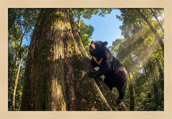 Asian Sun Bear In Tree Habitat