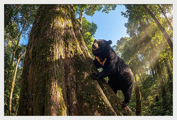 Asian Sun Bear In Tree Habitat