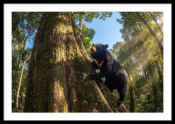 Asian Sun Bear In Tree Habitat