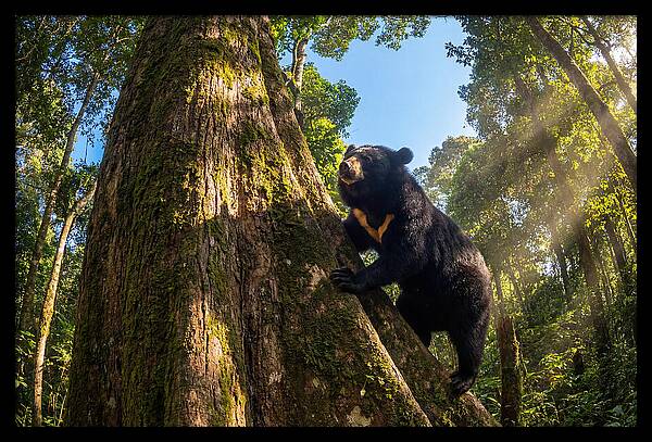 Asian Sun Bear In Tree Habitat