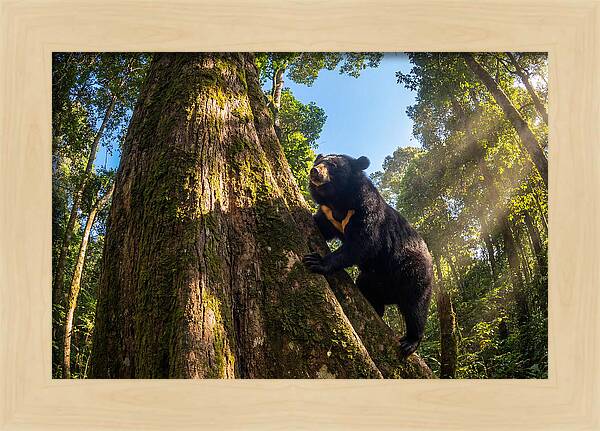 Asian Sun Bear In Tree Habitat