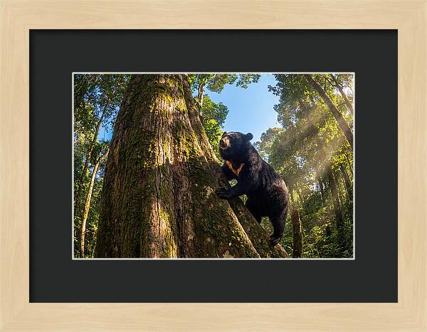 Asian Sun Bear In Tree Habitat