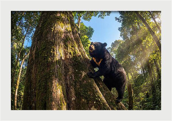 Asian Sun Bear In Tree Habitat