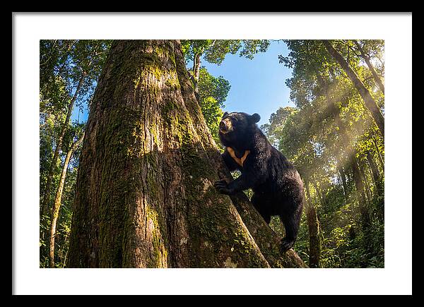 Asian Sun Bear In Tree Habitat