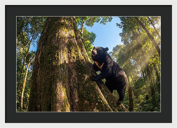 Asian Sun Bear In Tree Habitat