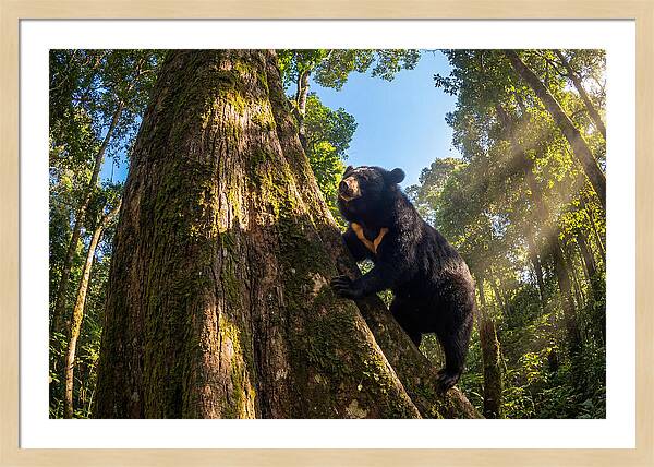 Asian Sun Bear In Tree Habitat