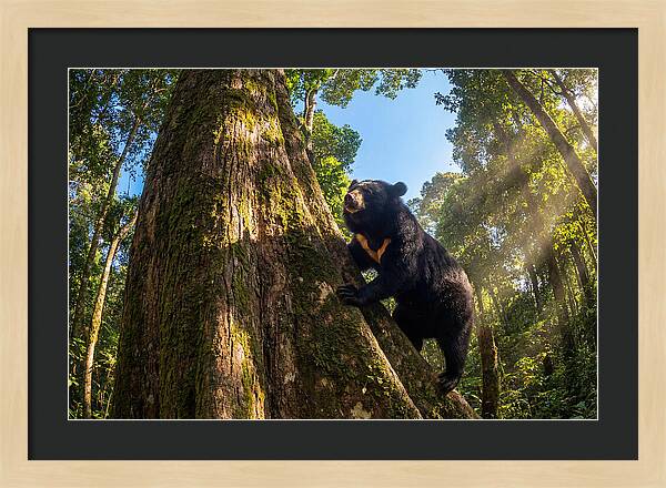 Asian Sun Bear In Tree Habitat