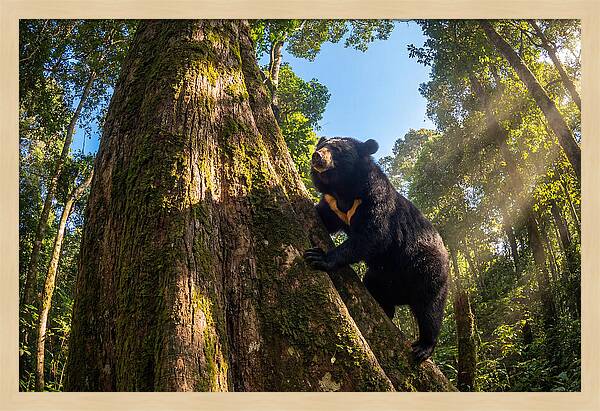 Asian Sun Bear In Tree Habitat
