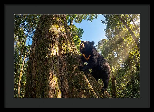 Asian Sun Bear In Tree Habitat