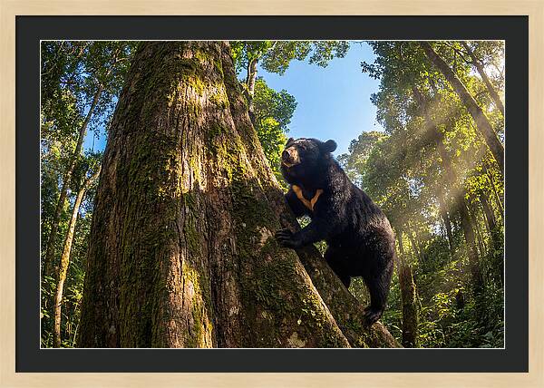 Asian Sun Bear In Tree Habitat