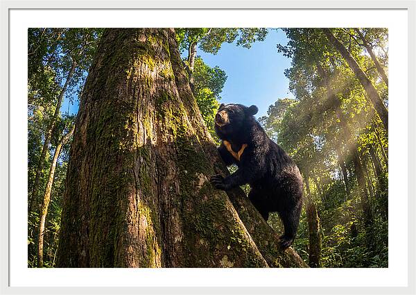 Asian Sun Bear In Tree Habitat
