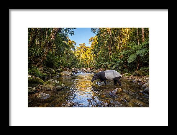 Asian Tapir In Serene Stream