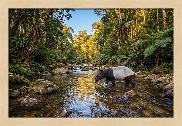 Asian Tapir In Serene Stream