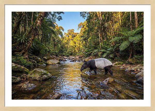 Asian Tapir In Serene Stream