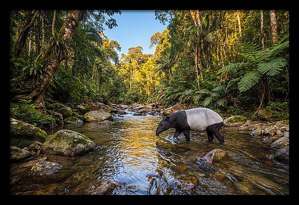 Asian Tapir In Serene Stream