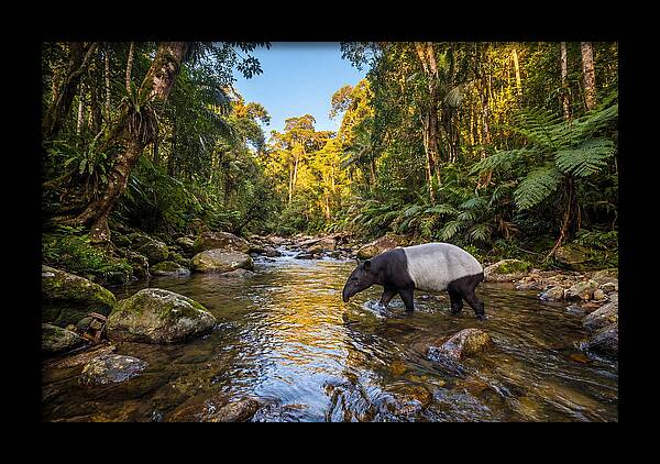 Asian Tapir In Serene Stream