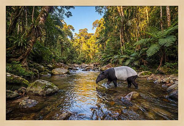 Asian Tapir In Serene Stream