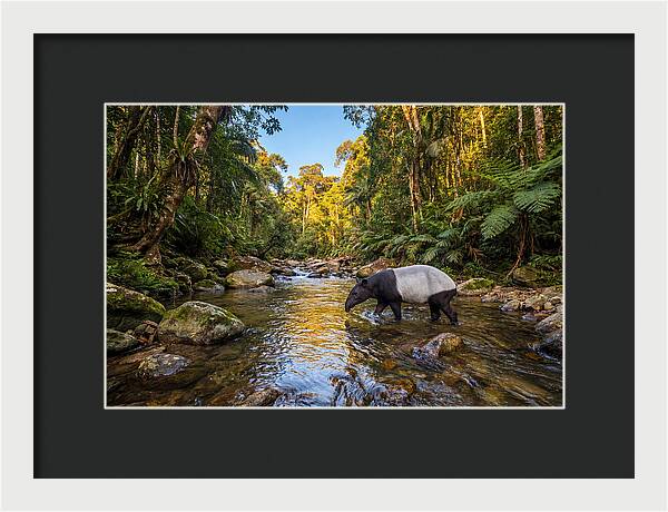 Asian Tapir In Serene Stream
