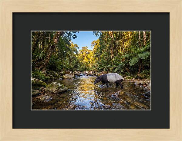 Asian Tapir In Serene Stream