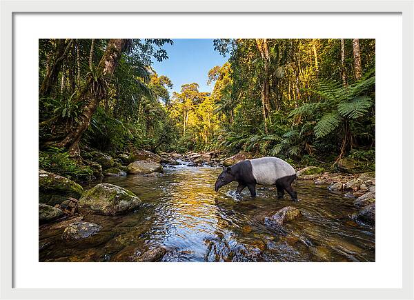 Asian Tapir In Serene Stream