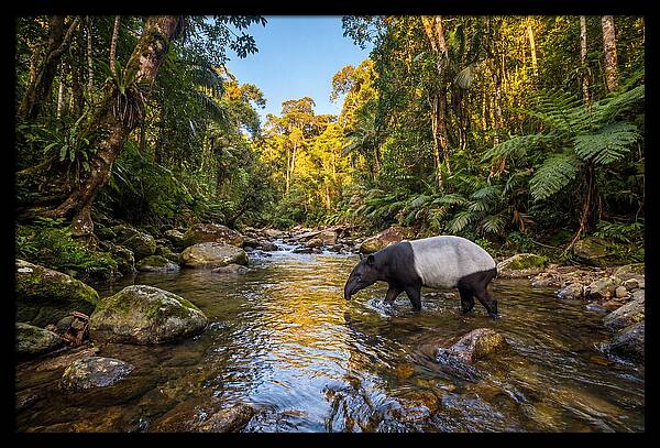 Asian Tapir In Serene Stream