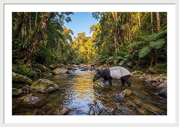 Asian Tapir In Serene Stream