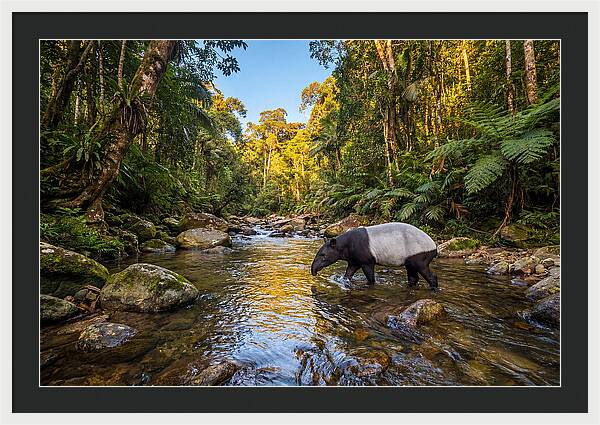 Asian Tapir In Serene Stream