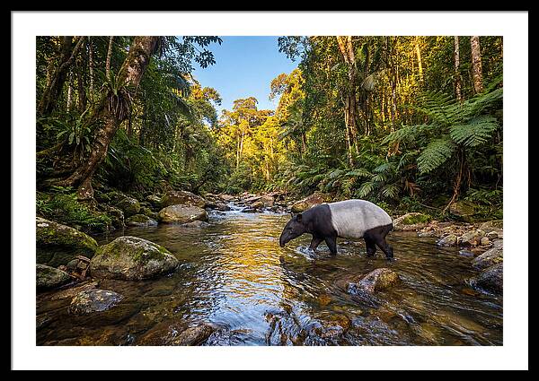 Asian Tapir In Serene Stream