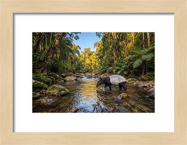 Asian Tapir In Serene Stream