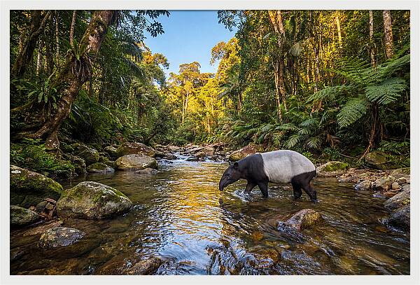 Asian Tapir In Serene Stream